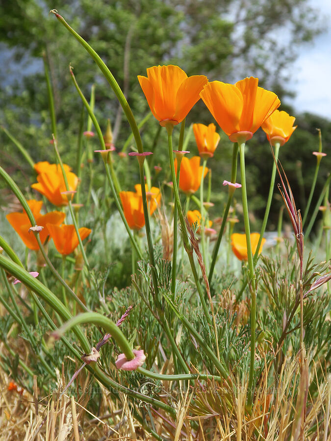 California poppies (Eschscholzia californica) [Avery Park, Klickitat County, Washington]
