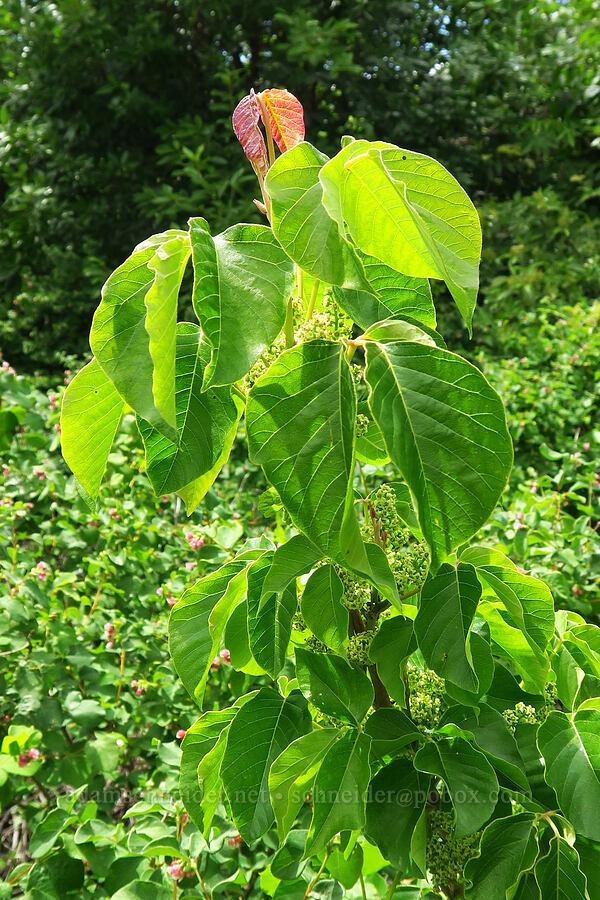 western poison-ivy (Toxicodendron rydbergii (Rhus rydbergii)) [Horsethief Butte, Klickitat County, Washington]