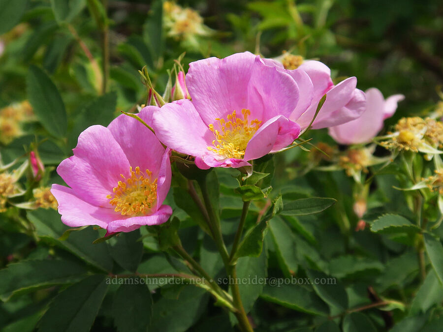 wild roses (Rosa sp.) [Horsethief Butte, Klickitat County, Washington]