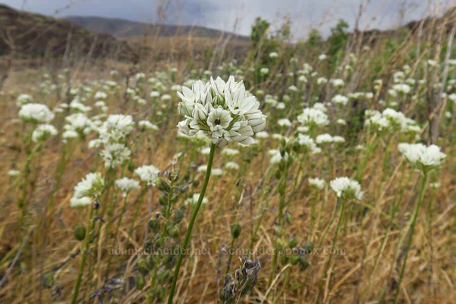 white brodiaea (Triteleia hyacinthina (Brodiaea hyacinthina)) [Horsethief Butte, Klickitat County, Washington]