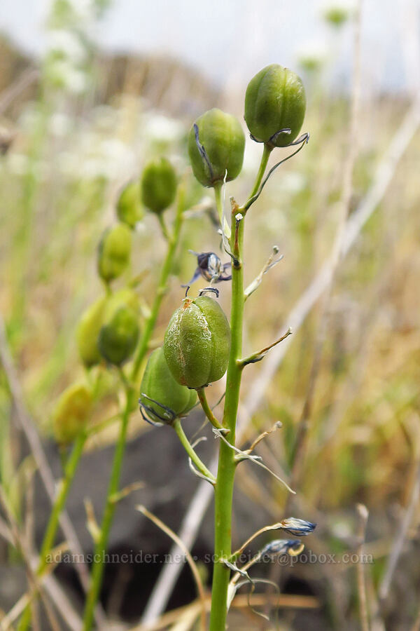 great camas, going to seed (Camassia leichtlinii ssp. suksdorfii) [Horsethief Butte, Klickitat County, Washington]
