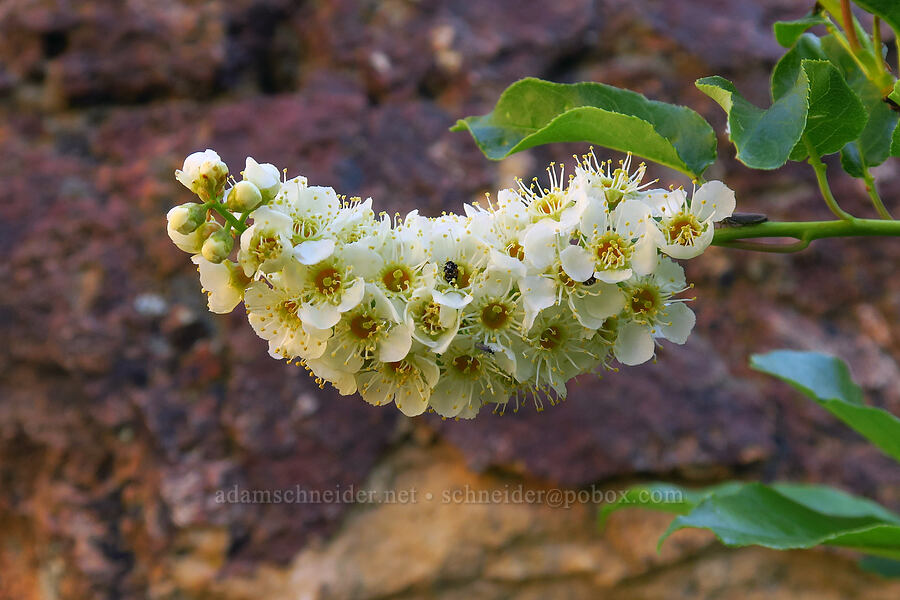chokecherry flowers (Prunus virginiana) [Timber Gulch, Malheur County, Oregon]