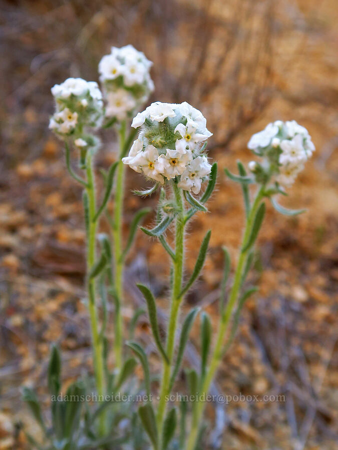 cocks-comb cryptantha (Oreocarya glomerata (Cryptantha celosioides)) [Timber Gulch, Malheur County, Oregon]