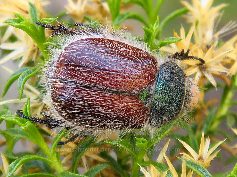 hairy bear scarab beetle on goldenweed (Paracotalpa granicollis, Ericameria sp. (Haplopappus sp.)) [above Timber Gulch, Malheur County, Oregon]