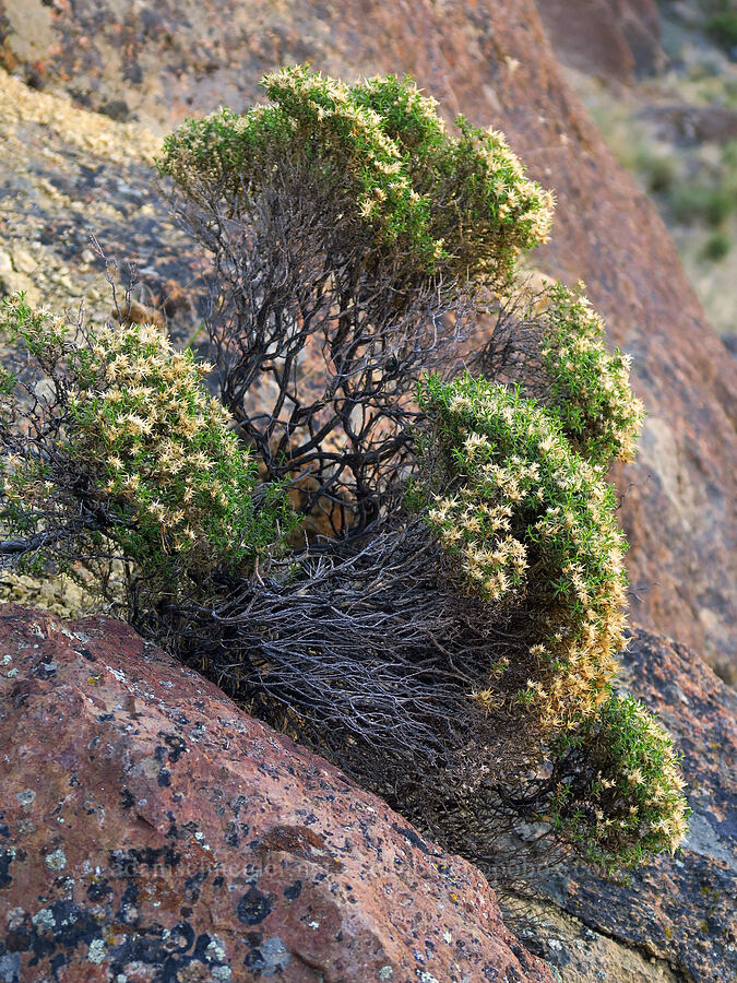 dwarf goldenweed (?) (Ericameria nana (Haplopappus nanus)) [above Timber Gulch, Malheur County, Oregon]