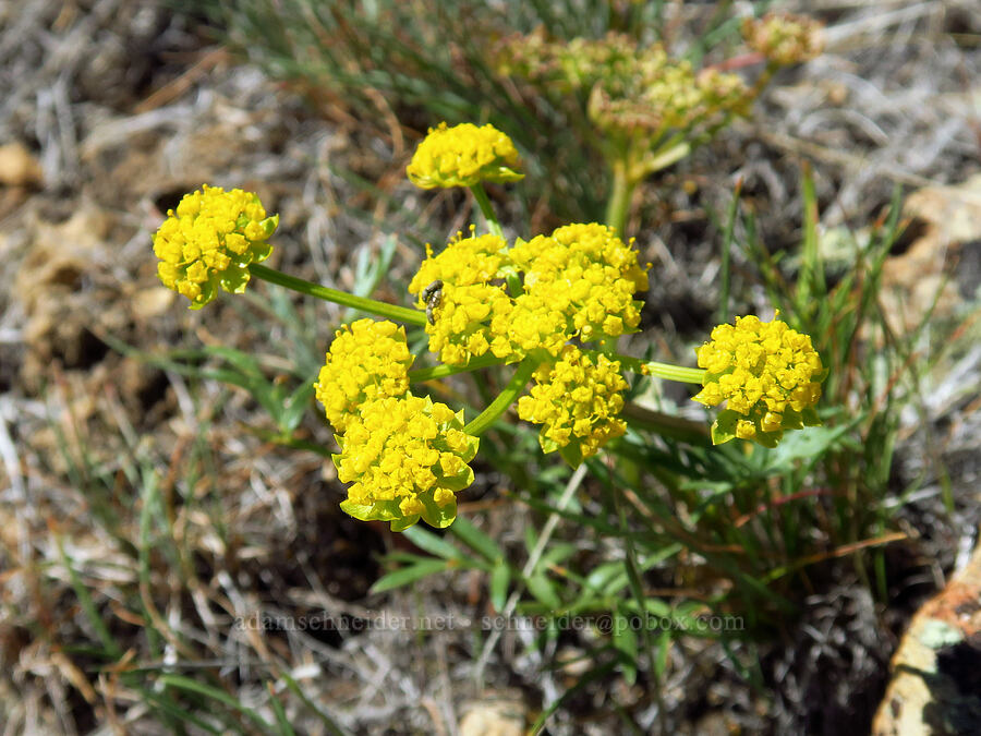 cous biscuitroot (Lomatium cous) [above Juniper Gulch, Malheur County, Oregon]