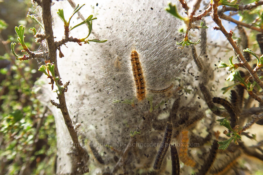 western tent caterpillars (Malacosoma californicum) [Juniper Gulch, Malheur County, Oregon]
