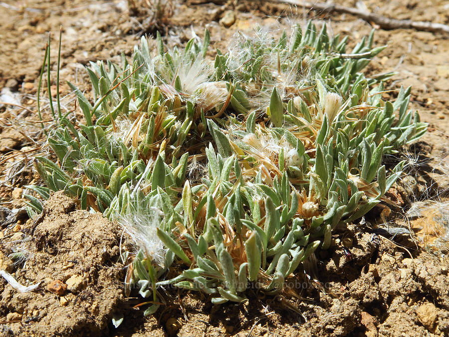 low pussy-toes, going to seed (Antennaria dimorpha) [Juniper Gulch, Malheur County, Oregon]