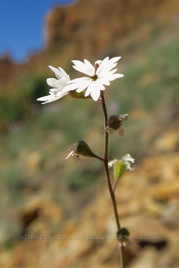 prairie star (Lithophragma parviflorum) [Leslie Gulch, Malheur County, Oregon]