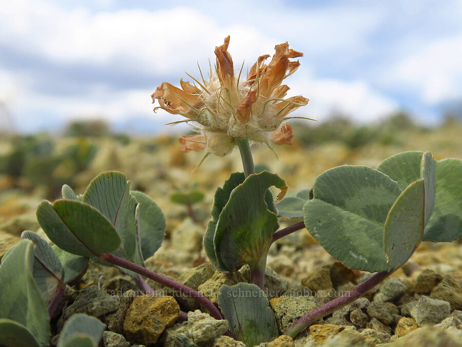 Owyhee clover, fading (Trifolium owyheense) [Leslie Gulch, Malheur County, Oregon]