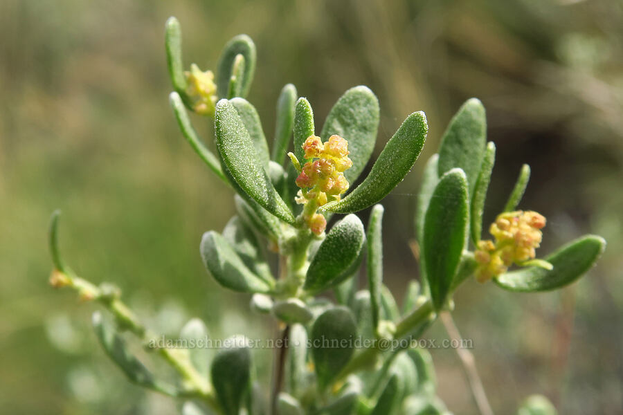 spiny hop-sage (male flowers) (Grayia spinosa (Atriplex spinosa)) [Leslie Gulch, Malheur County, Oregon]