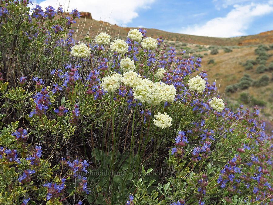 cushion buckwheat & purple sage (Eriogonum ovalifolium var. purpureum, Salvia dorrii) [Leslie Gulch, Malheur County, Oregon]