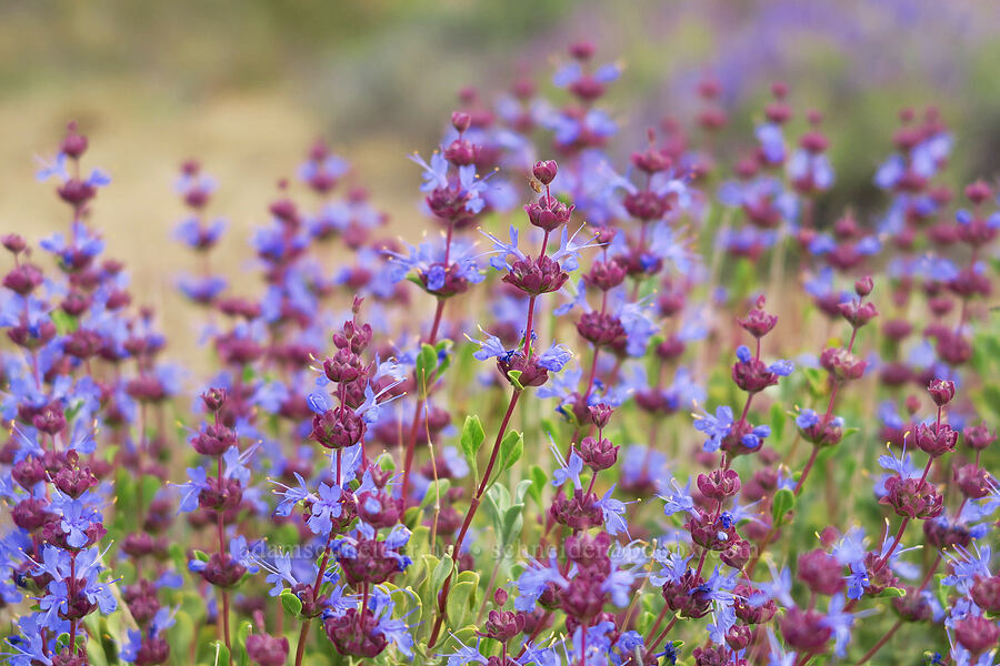 purple sage (Salvia dorrii) [Leslie Gulch, Malheur County, Oregon]