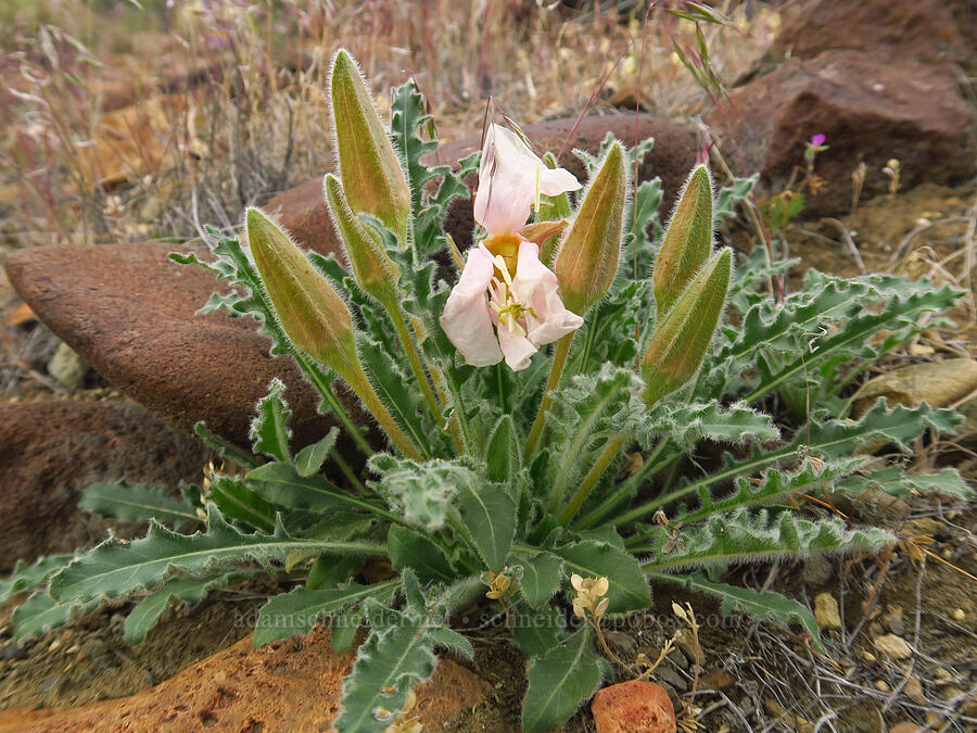 last night's evening primrose (Oenothera caespitosa (Oenothera cespitosa)) [Leslie Gulch, Malheur County, Oregon]