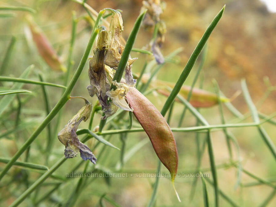 narrow-leaf pea-vine pods (Lathyrus pauciflorus var. pauciflorus) [Leslie Gulch, Malheur County, Oregon]