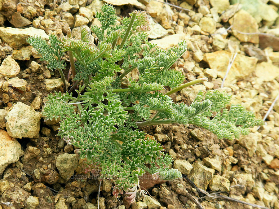 MacDougal's biscuitroot leaves (Lomatium foeniculaceum ssp. macdougalii) [Leslie Gulch, Malheur County, Oregon]