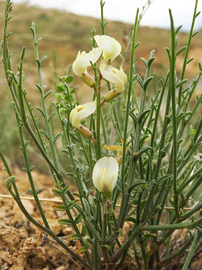 barren milk-vetch (Astragalus sterilis (Astragalus cusickii var. sterilis)) [Leslie Gulch Road, Malheur County, Oregon]