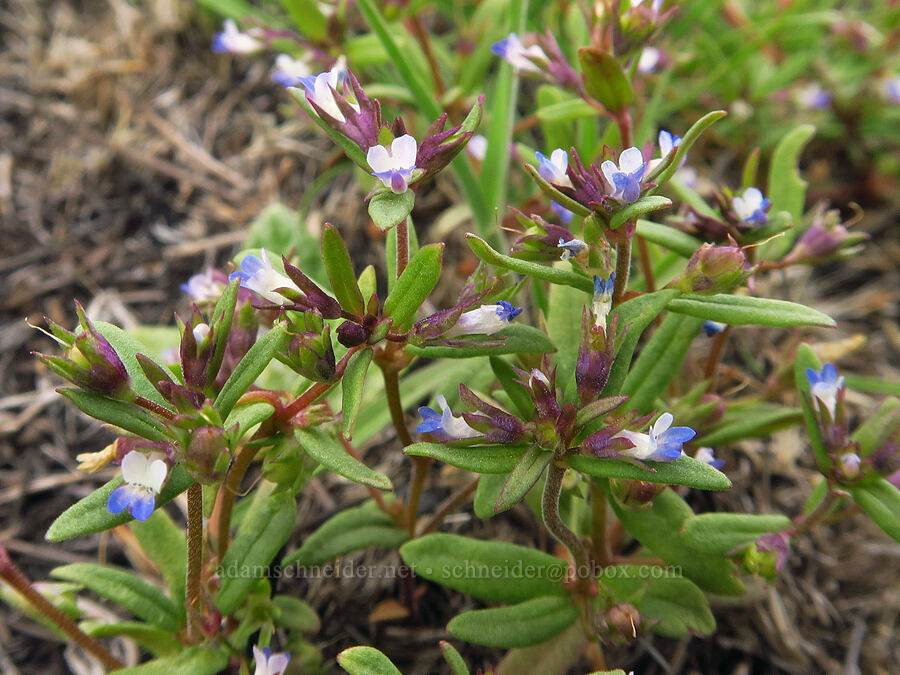 small-flowered blue-eyed-Mary (Collinsia parviflora) [Leslie Gulch Road, Malheur County, Oregon]