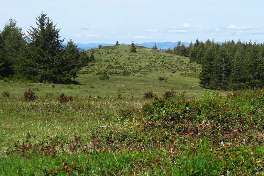 summit meadows [Mount Hebo, Siuslaw National Forest, Tillamook County, Oregon]