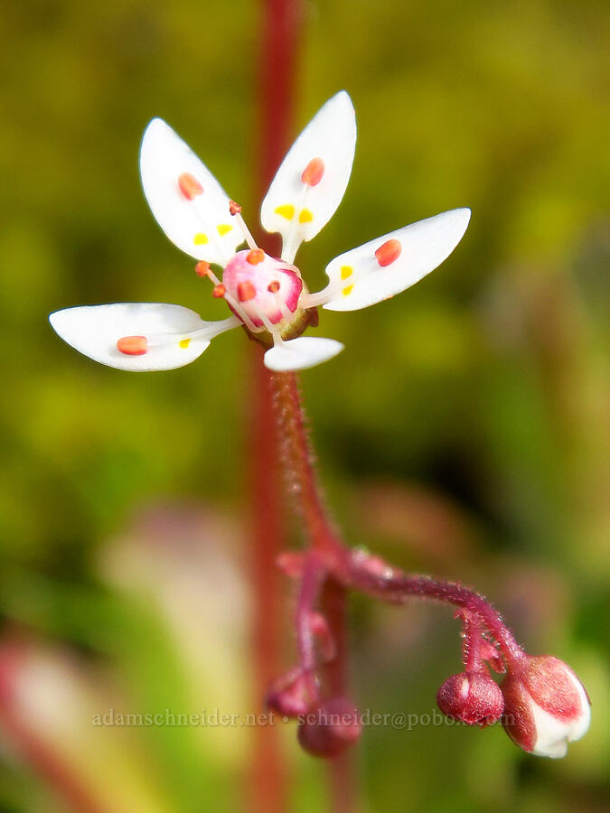 rusty saxifrage (Micranthes ferruginea (Saxifraga ferruginea)) [Pioneer-Indian Trail, Siuslaw National Forest, Tillamook County, Oregon]