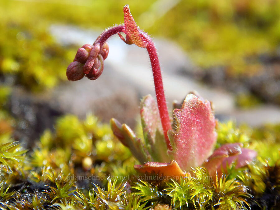 rusty saxifrage, budding (Micranthes ferruginea (Saxifraga ferruginea)) [Pioneer-Indian Trail, Siuslaw National Forest, Tillamook County, Oregon]