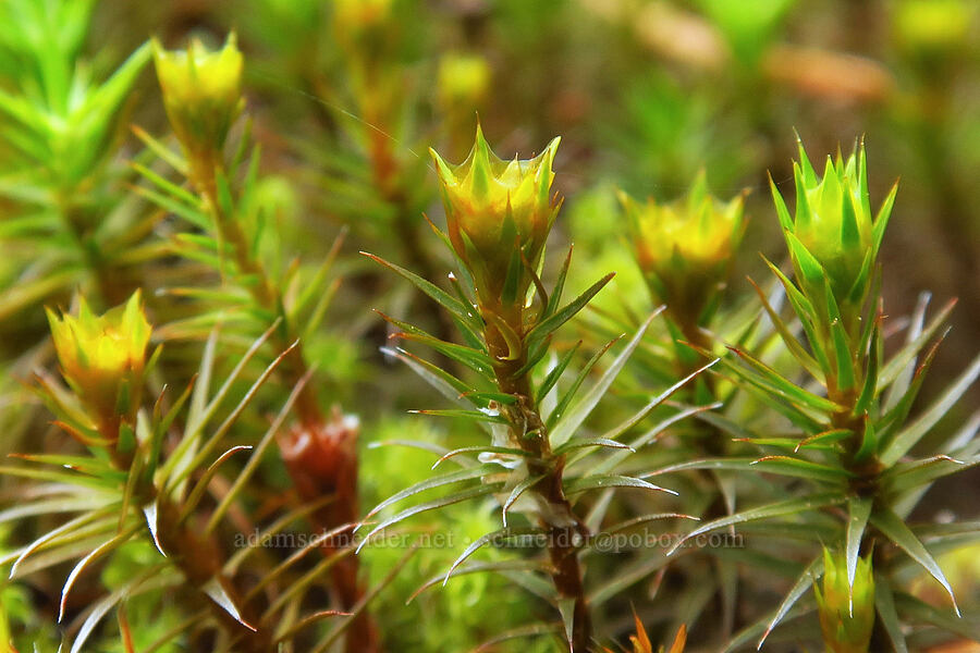 moss [Mount Hebo, Siuslaw National Forest, Tillamook County, Oregon]