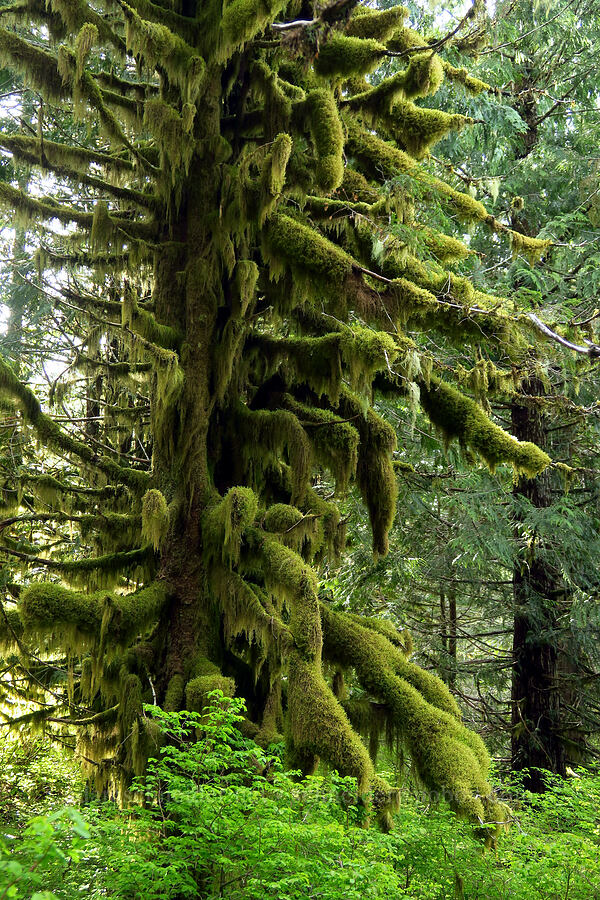 trees draped in moss [Mount Hebo, Siuslaw National Forest, Tillamook County, Oregon]