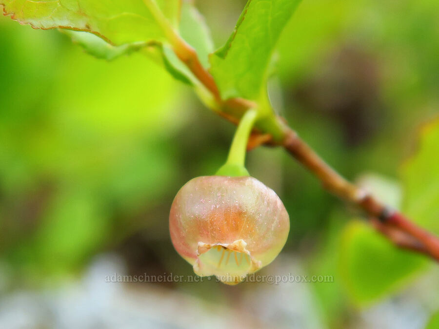 Alaska huckleberry (Vaccinium alaskaense (Vaccinium ovalifolium)) [Mount Hebo, Siuslaw National Forest, Tillamook County, Oregon]