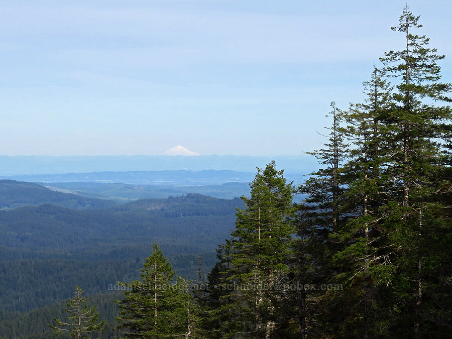 Mount Jefferson [Mount Hebo, Siuslaw National Forest, Tillamook County, Oregon]