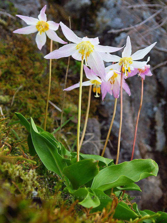 Coast Range fawn lilies (Erythronium elegans) [Mount Hebo, Siuslaw National Forest, Tillamook County, Oregon]