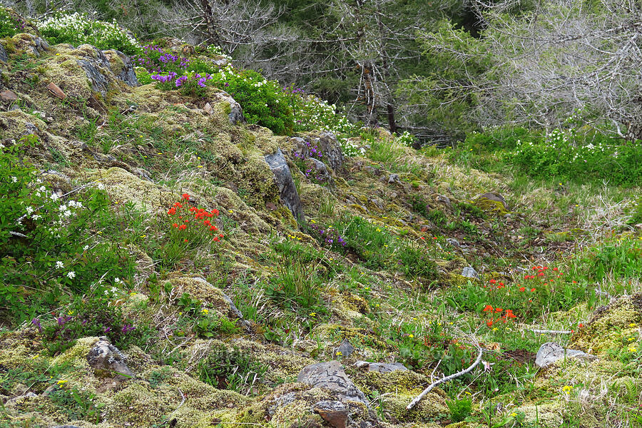 wildflowers [Mount Hebo, Siuslaw National Forest, Tillamook County, Oregon]