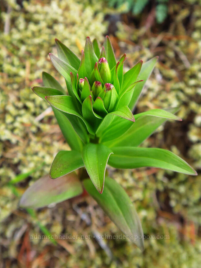 Columbia tiger lily, budding (Lilium columbianum) [Mount Hebo, Siuslaw National Forest, Tillamook County, Oregon]