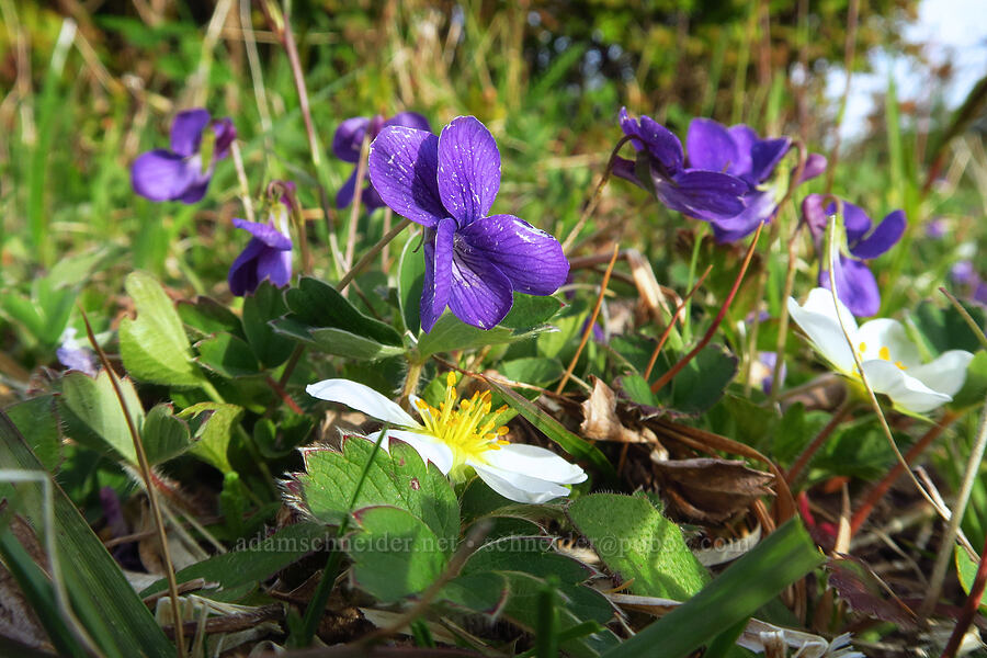 early blue violets & wild strawberries (Viola adunca, Fragaria virginiana var. platypetala) [Mount Hebo, Siuslaw National Forest, Tillamook County, Oregon]