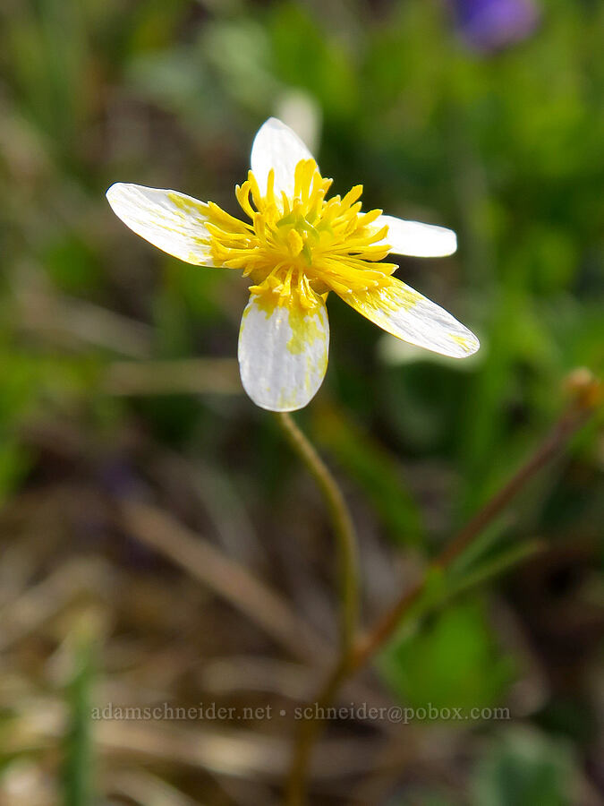 buttercup, faded to white (Ranunculus occidentalis) [Mount Hebo, Siuslaw National Forest, Tillamook County, Oregon]
