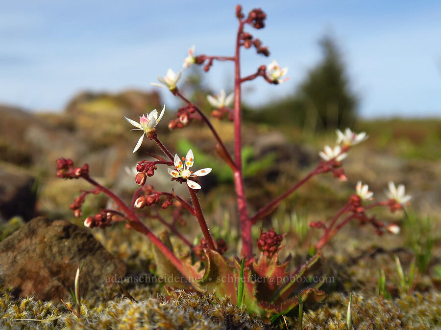 rusty saxifrage (Micranthes ferruginea (Saxifraga ferruginea)) [Mount Hebo, Siuslaw National Forest, Tillamook County, Oregon]