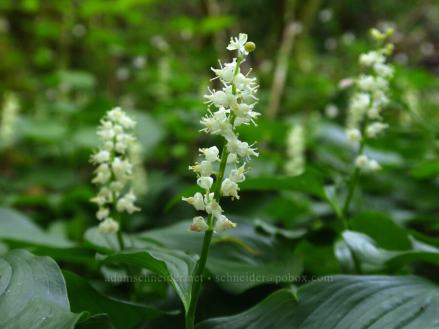 false lily-of-the-valley (Maianthemum dilatatum) [Hebo Lake Loop Trail, Siuslaw National Forest, Tillamook County, Oregon]