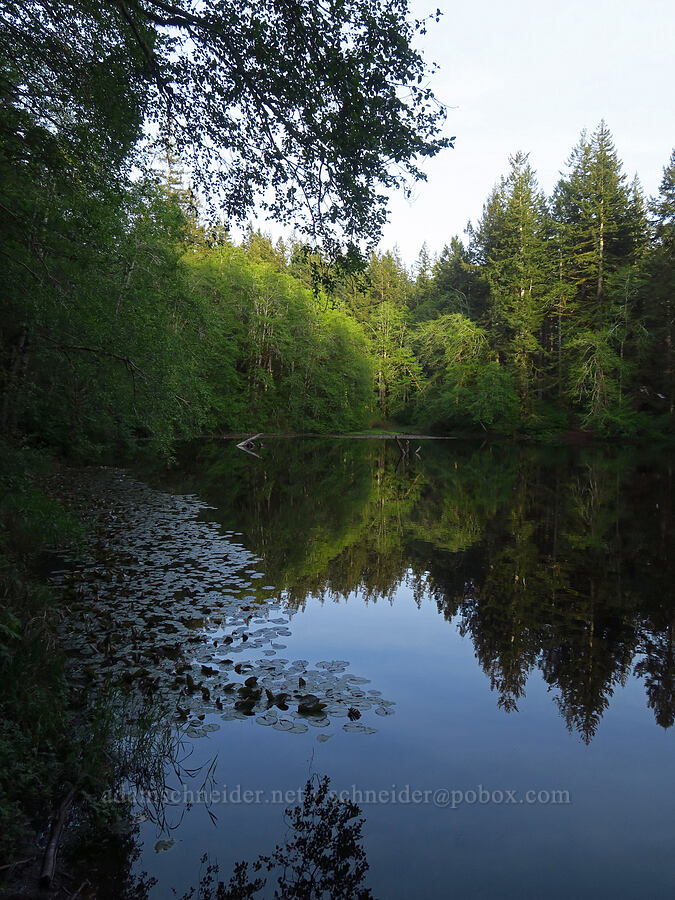 Hebo Lake [Hebo Lake Loop Trail, Siuslaw National Forest, Tillamook County, Oregon]
