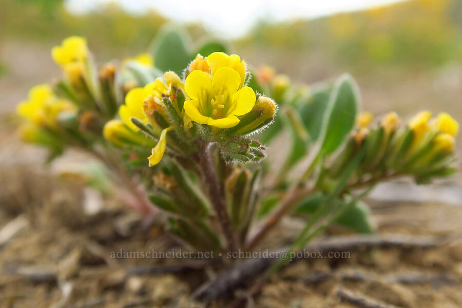 yellow phacelia (Phacelia lutea) [Succor Creek Road, Malheur County, Oregon]