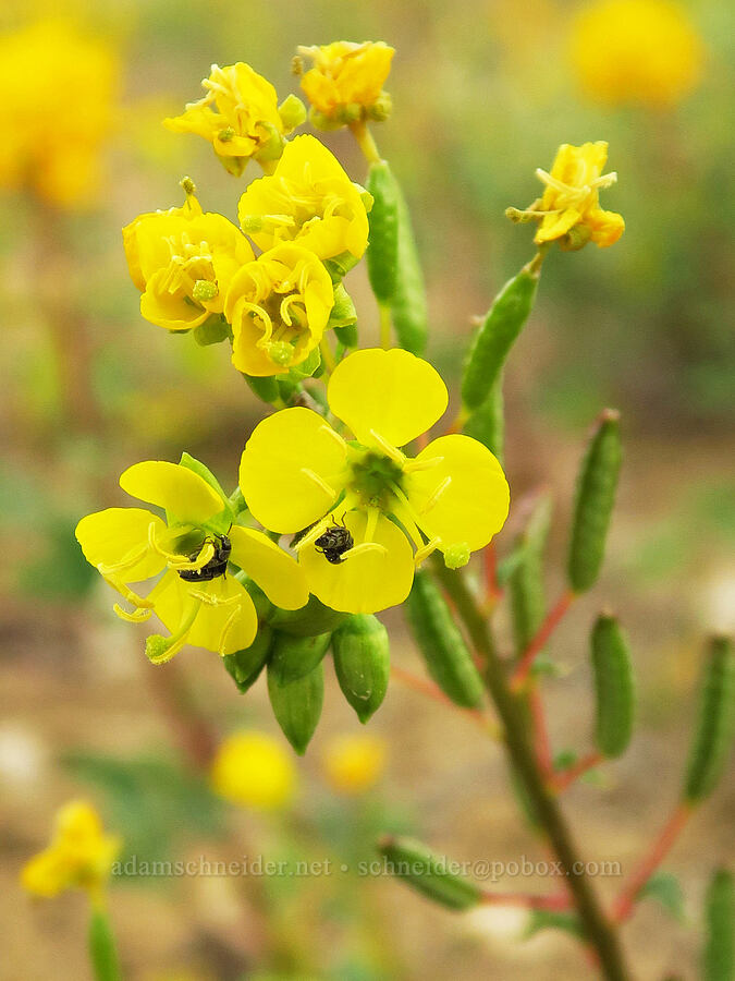yellow brown-eyed primrose (Chylismia claviformis ssp. cruciformis (Camissonia claviformis ssp. cruciformis)) [Succor Creek Road, Malheur County, Oregon]