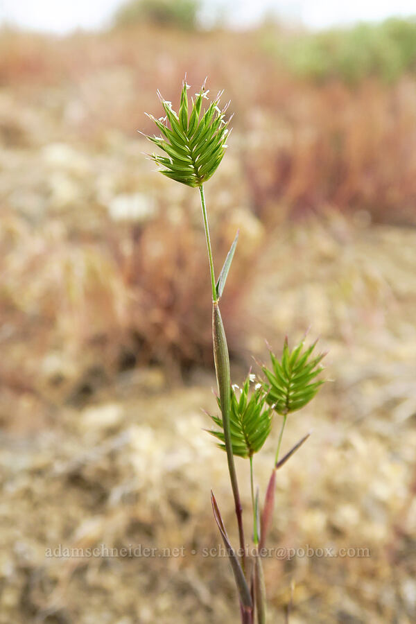 false wheatgrass (Eremopyrum triticeum) [Succor Creek Road, Malheur County, Oregon]