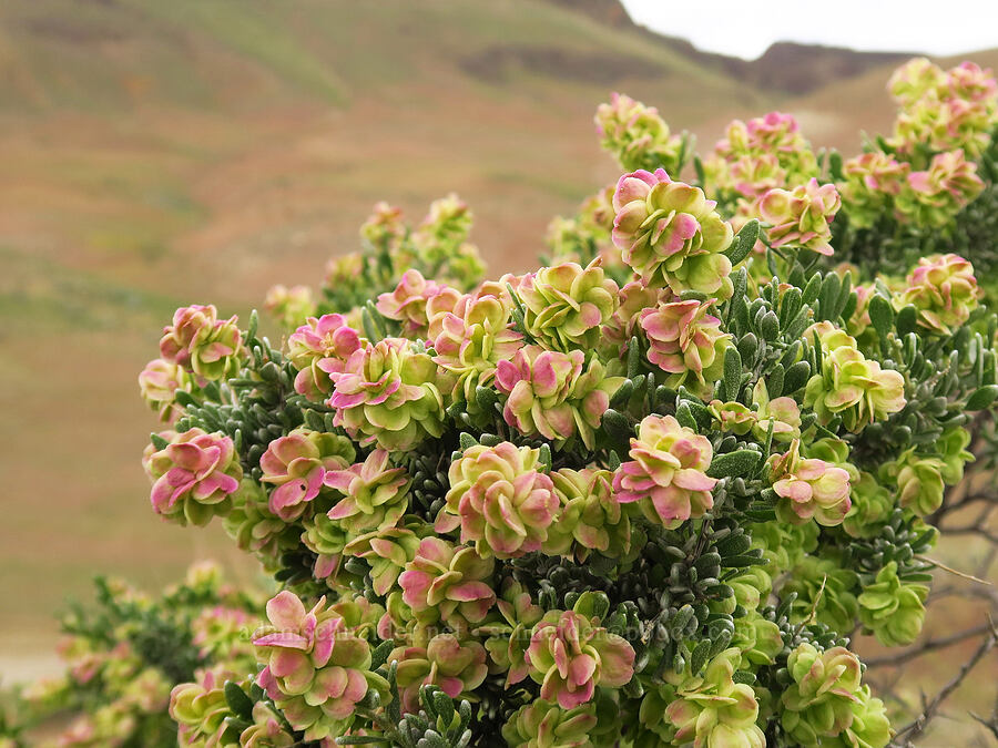 spiny hop-sage (female flowers) (Grayia spinosa (Atriplex spinosa)) [Succor Creek Road, Malheur County, Oregon]