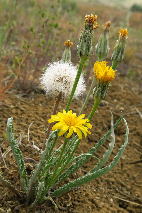 sagebrush false dandelion, with seeds and flowers (Nothocalais troximoides (Microseris troximoides)) [Succor Creek Road, Malheur County, Oregon]
