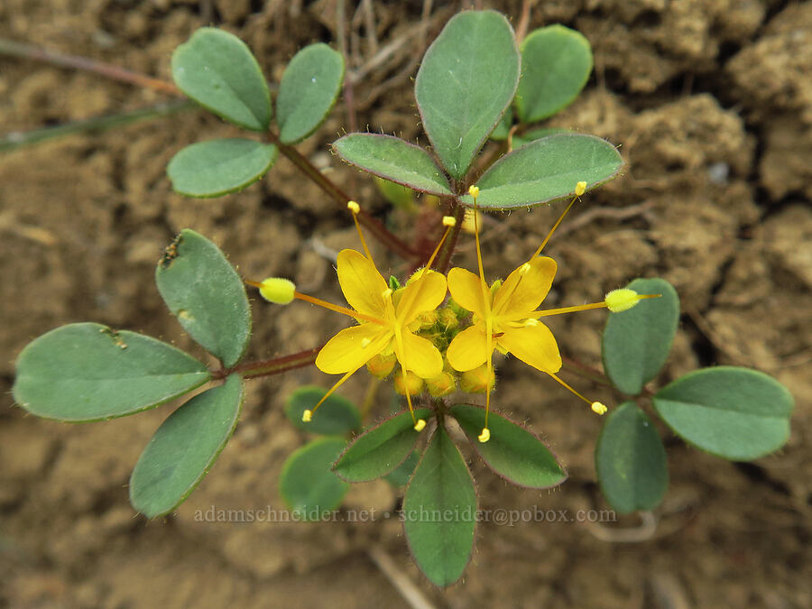 golden bee plant (Peritoma platycarpa (Cleome platycarpa) (Cleomella platycarpa)) [Succor Creek Road, Malheur County, Oregon]