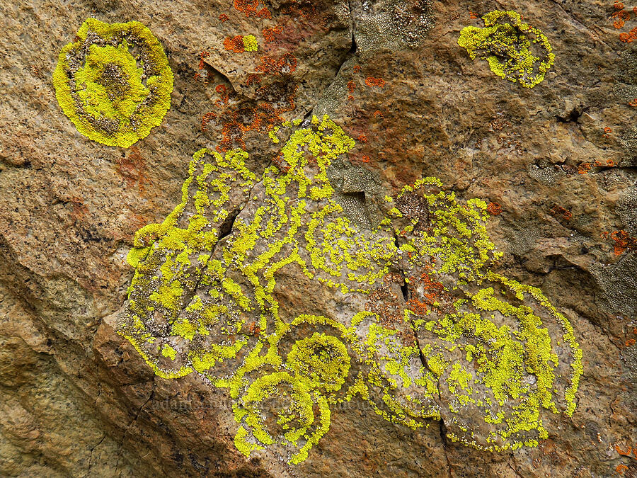 lichen rings [Succor Creek State Natural Area, Malheur County, Oregon]