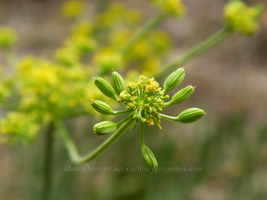 Packard's desert parsley (Lomatium packardiae) [Succor Creek State Natural Area, Malheur County, Oregon]