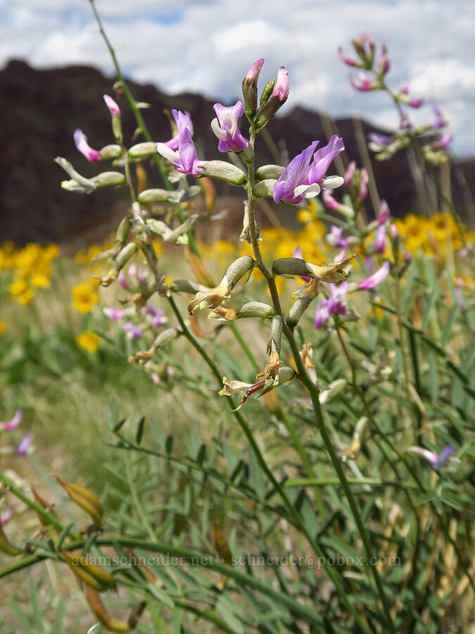 hermit milk-vetch (Astragalus eremiticus) [Succor Creek State Natural Area, Malheur County, Oregon]