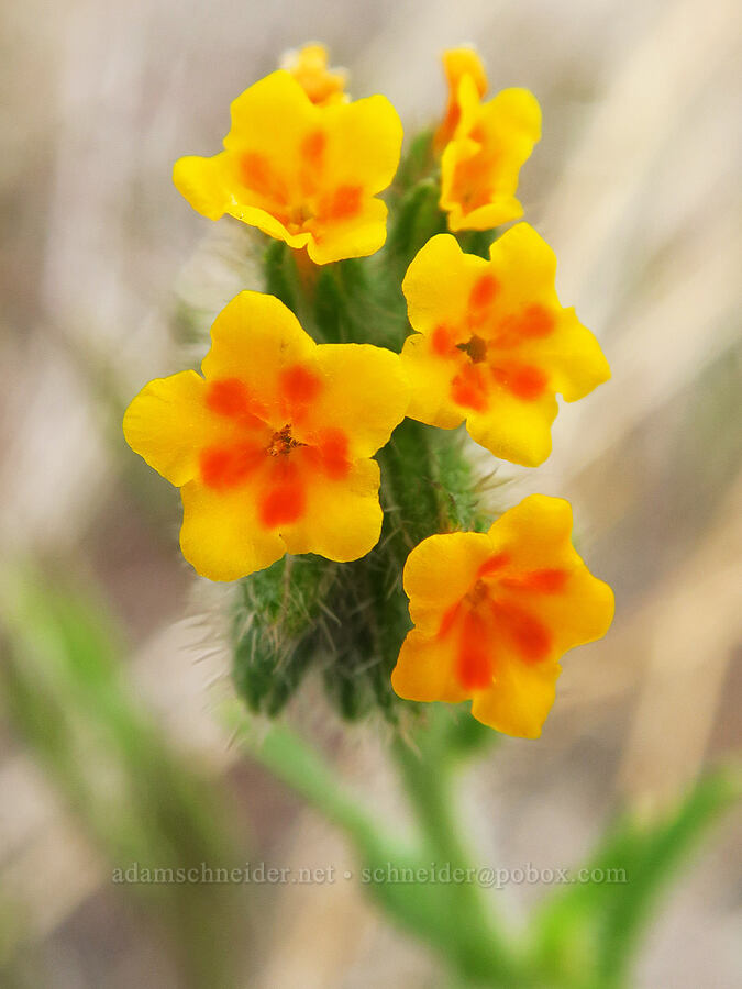 bugloss fiddleneck (Amsinckia lycopsoides) [Succor Creek State Natural Area, Malheur County, Oregon]