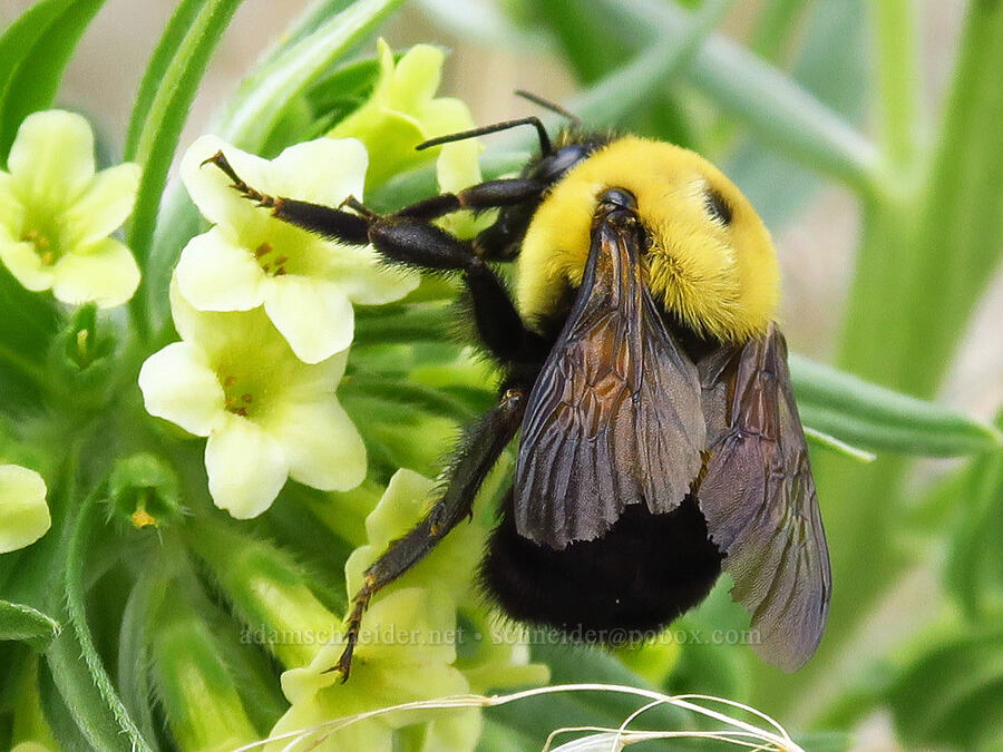 brown-belted bumblebee on puccoon (Bombus griseocollis, Lithospermum ruderale) [Succor Creek State Natural Area, Malheur County, Oregon]