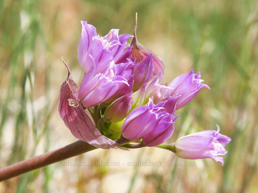 taper-tip onion (Allium acuminatum) [Succor Creek State Natural Area, Malheur County, Oregon]