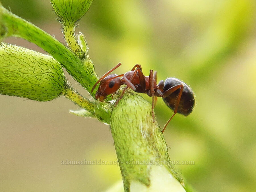 ant on basalt milk-vetch (Formica manni, Astragalus filipes) [Succor Creek State Natural Area, Malheur County, Oregon]